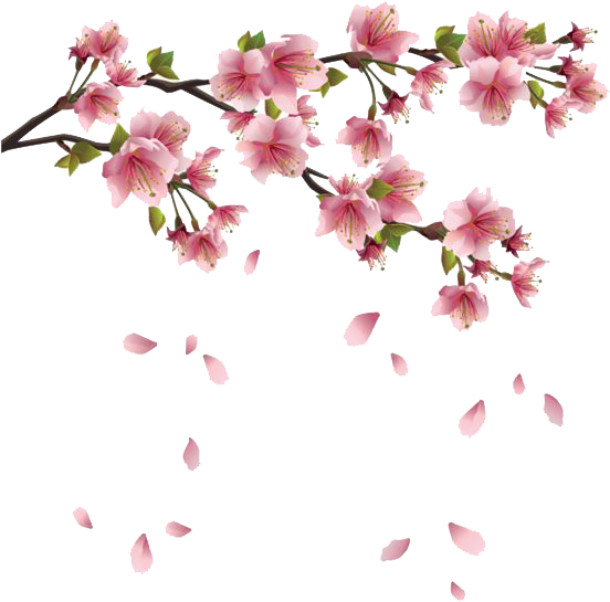 Spring Png Transparent Images - Sakura Blossom - Japanese Cherry Tree King Duvet (566x600)