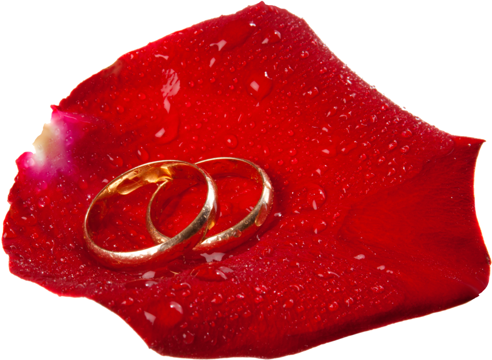 Wedding Rings In Rose Petal Png Clip Art - Clip Art (1013x747)