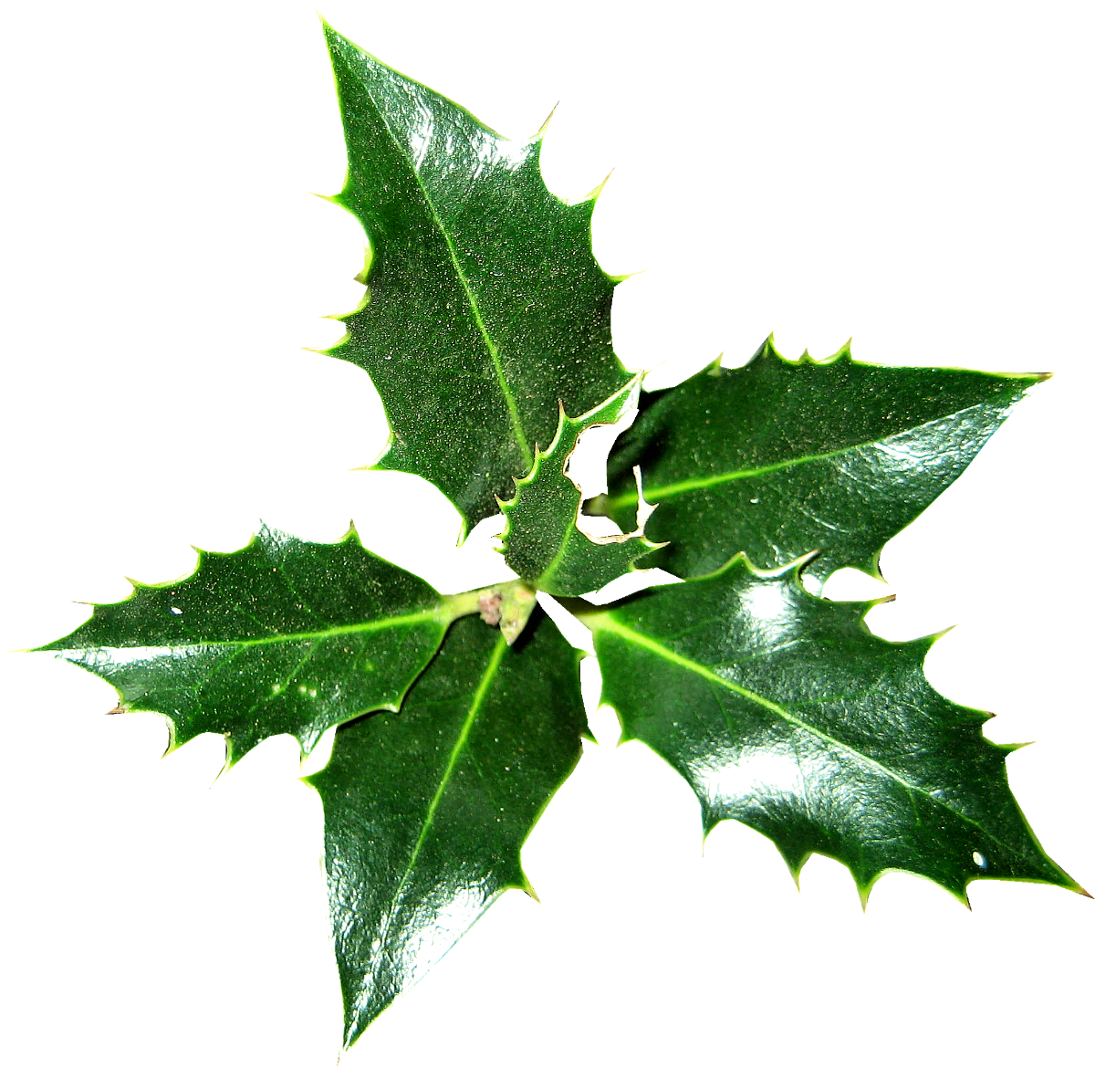 Common Holly Ilex Crenata Christmas Plant Magnolia - Common Holly Ilex Crenata Christmas Plant Magnolia (1200x1170)