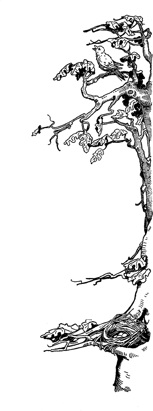 I Created This Lovely Tree Digital Stamp From A Vintage - Illustration (783x1600)