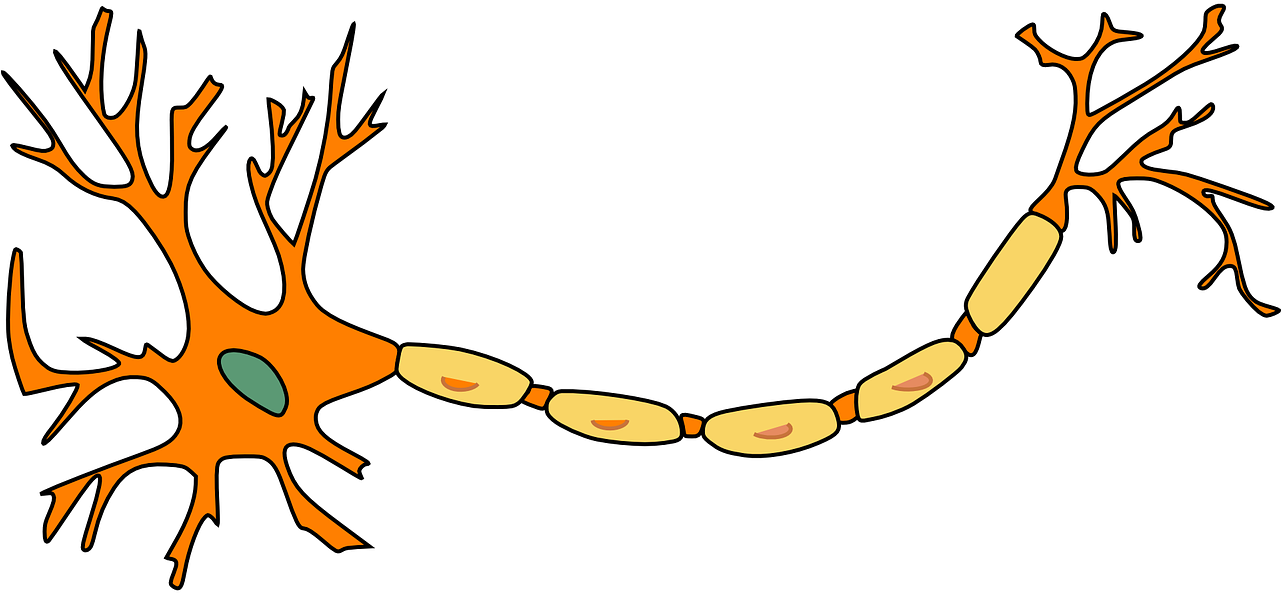 Multiple Sclerosis Natural Treatment - Motor Neuron Not Labeled (1280x640)