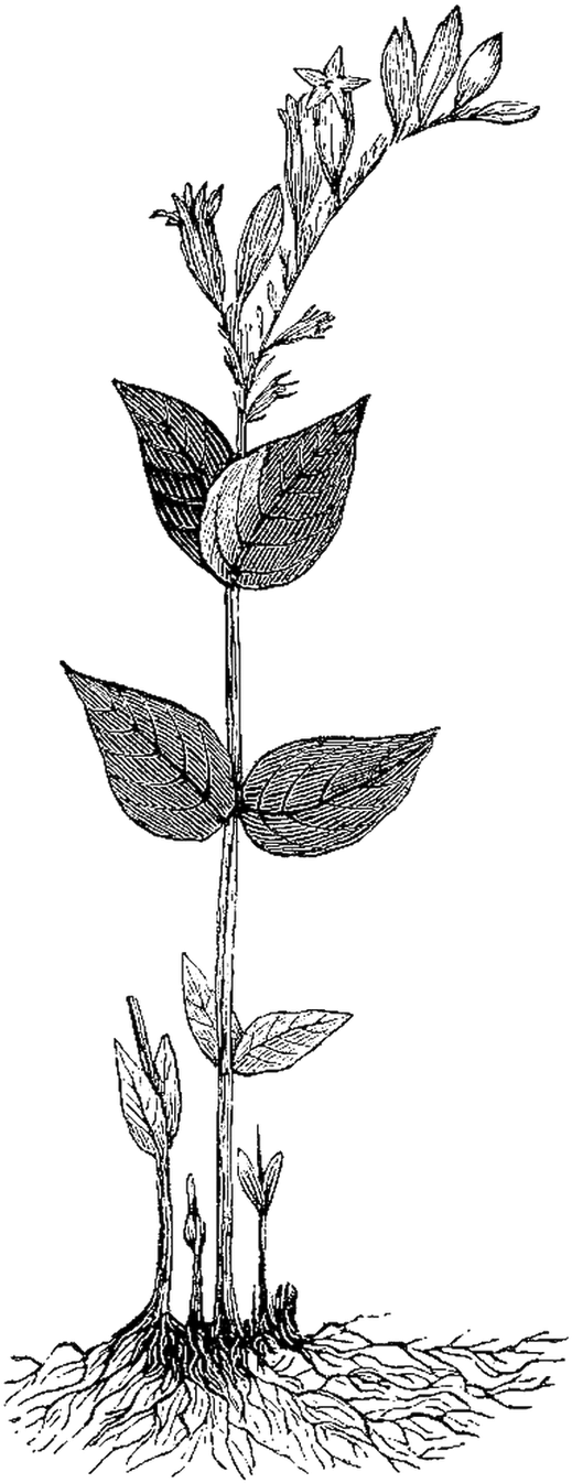 This Is Another Vintage Medical Herb Illustration From - Botany (720x1600)