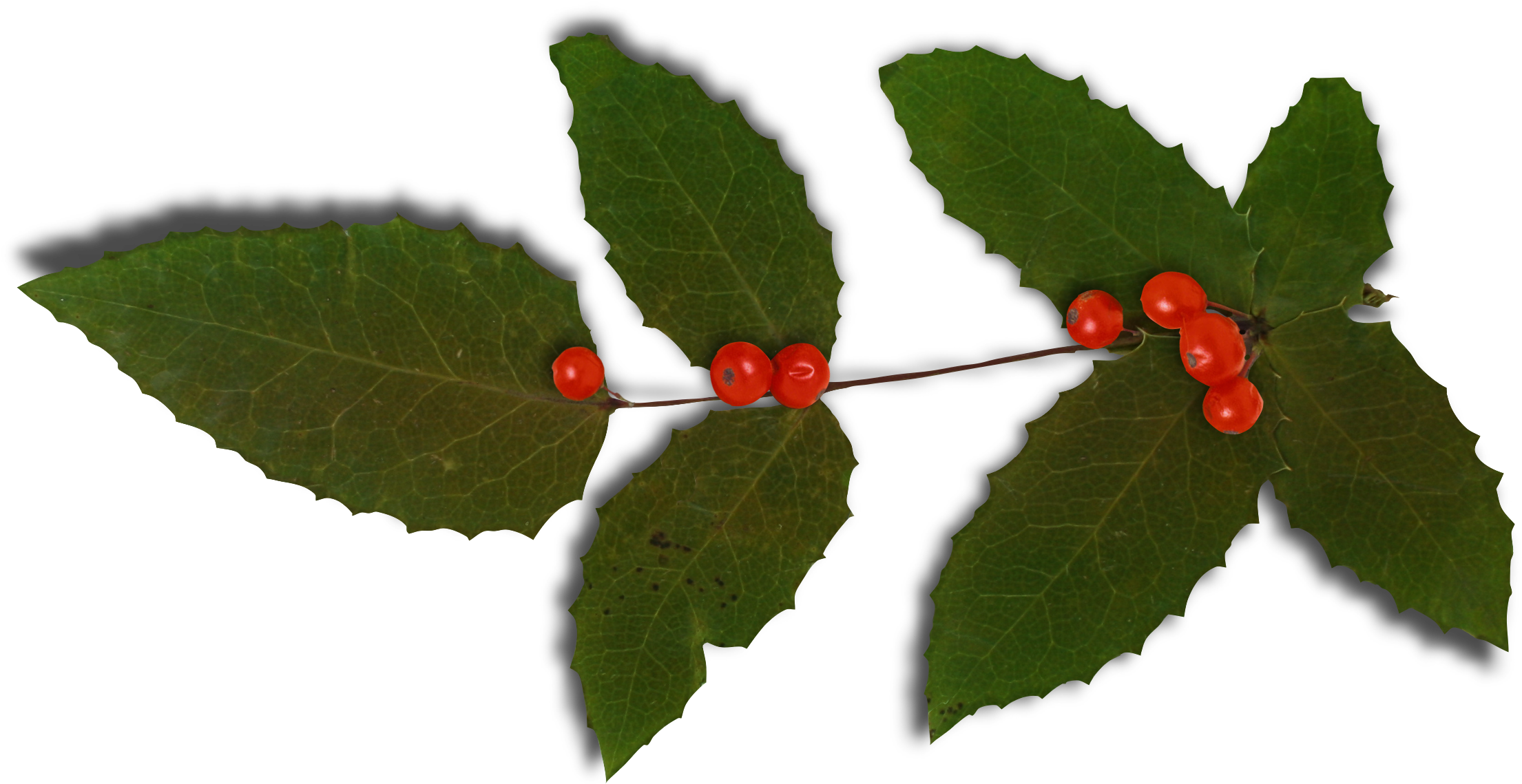 Ilex Crenata Common Holly Plant Magnolia Christmas - Ilex Crenata Common Holly Plant Magnolia Christmas (2278x1232)