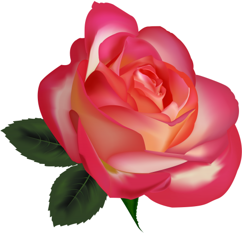 Beautiful Rose Png Clipart Image The Best Png Clipart - سكرابز الورد (500x478)