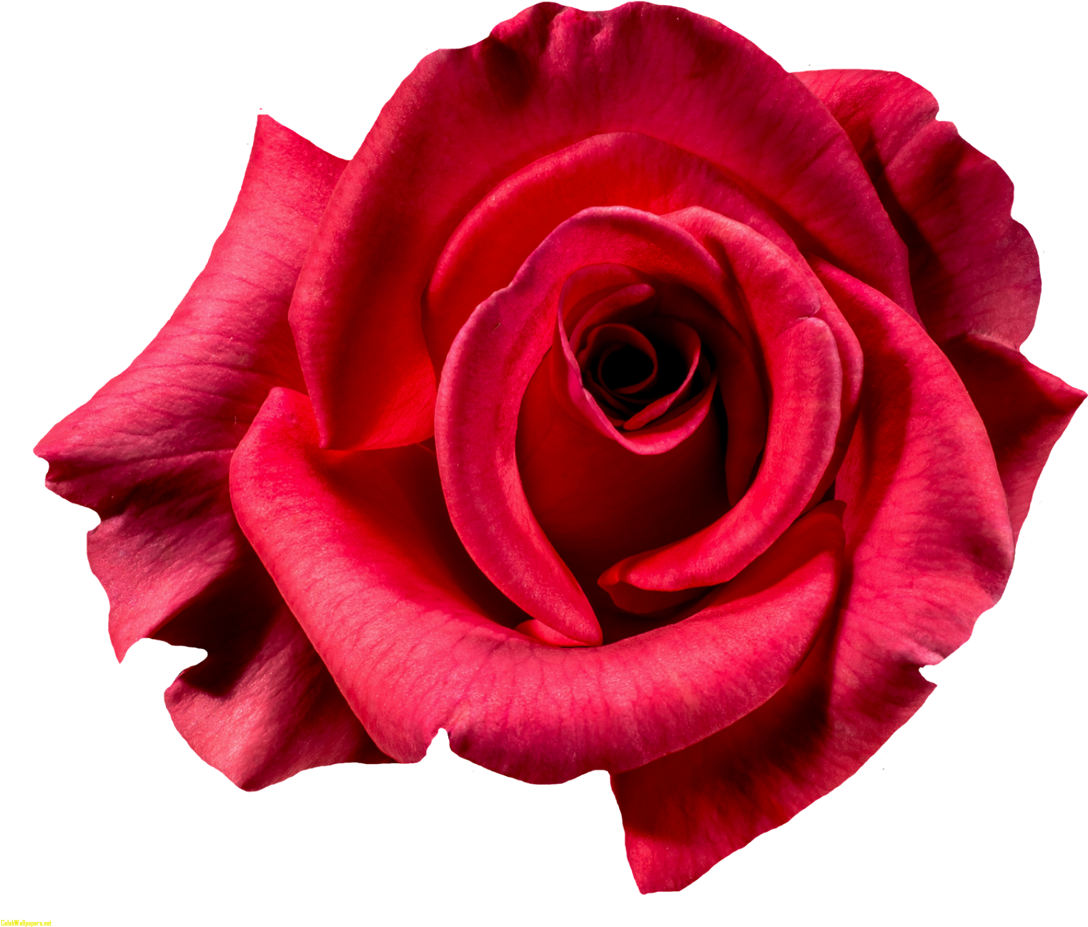 Flower Images Rose Pngpix Red Rose Flower Top View - Flower Top View Png (1600x1369)
