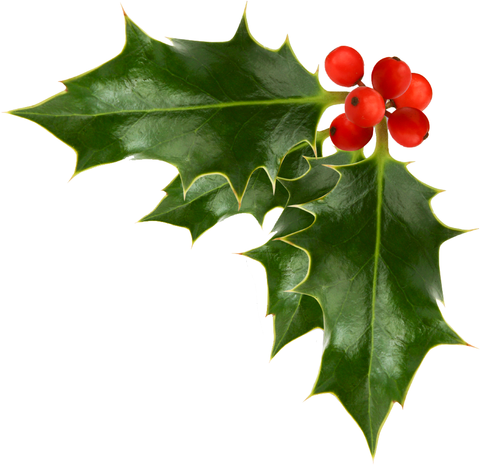 Common Holly Christmas Free Content Clip Art - Common Holly Christmas Free Content Clip Art (974x925)
