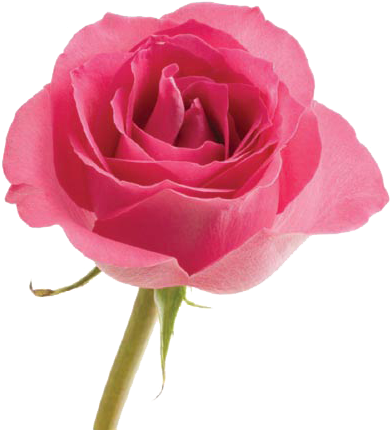 Purple Rose Petals Png Vavasseur Fleur- Caring For - Pink Rose Meaning Flower (475x475)
