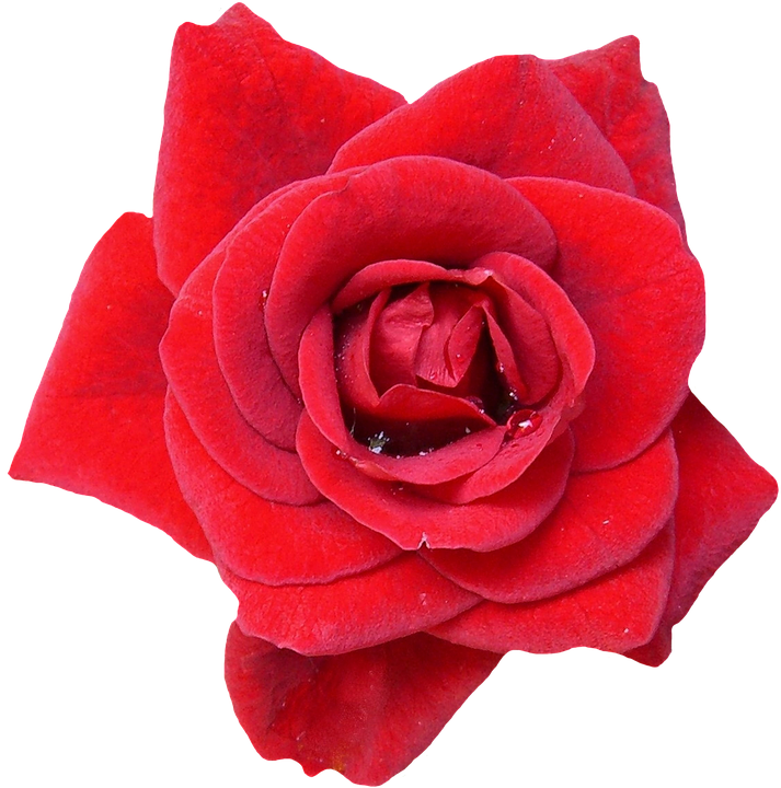 Rose, Red, Blossom, Bloom, Flowers, Nature, Rose Blooms - Rose (713x720)