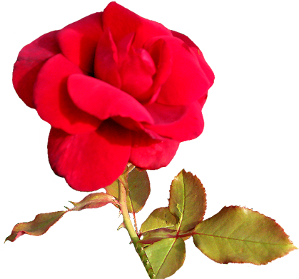 Red Rose For A Valentine Greeting - Free Valentine Clip Art (443x413)