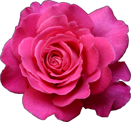 Garden Roses Flower Drawing Fuchsia Clip Art - .net (555x518)