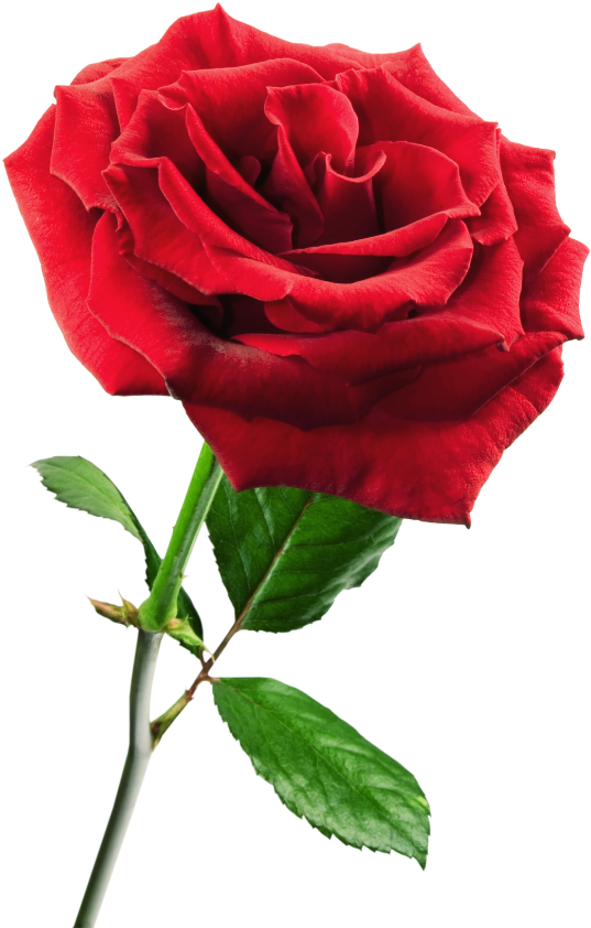 Rosa ,en Formato Png - Roll On Hot Depilatory Wax Cartridge Heater Waxing (600x902)