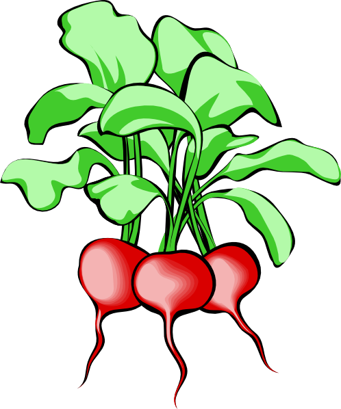 Beets Clip Art - Beets Clipart (498x598)