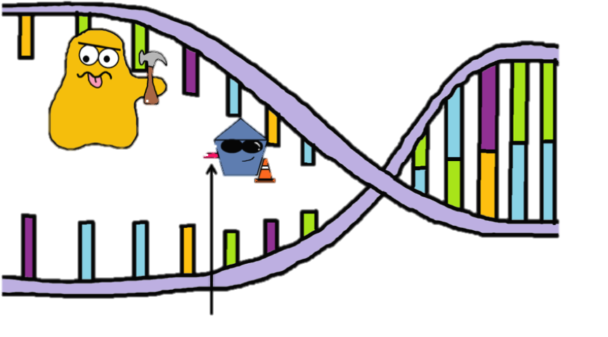 The Primers That Primase Lays Down Is Made Up Of Rna - The Primers That Primase Lays Down Is Made Up Of Rna (900x515)