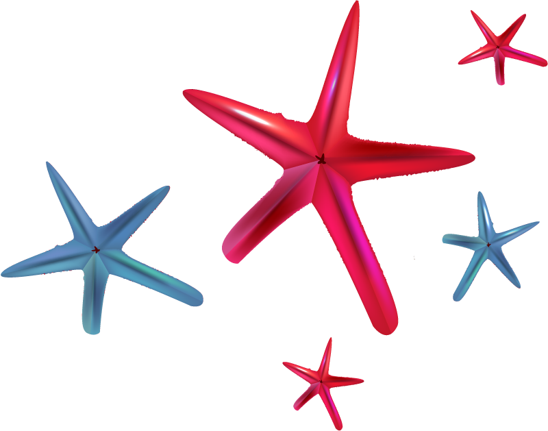Euclidean Vector Starfish Clip Art - Euclidean Vector Starfish Clip Art (800x629)