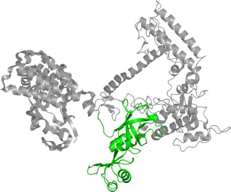 <div Class='caption-body'>1 Copy Of Pfam Domain - Chain (800x800)
