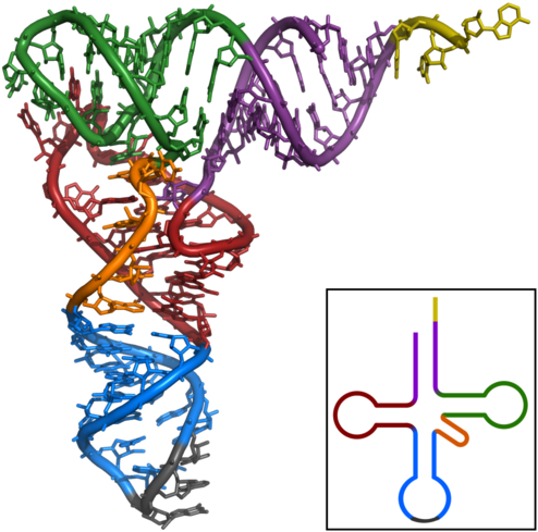 The Cloverleaf Structure Of Yeast Trnaphe And The 3d - Estructura Terciaria Del Arn (500x494)