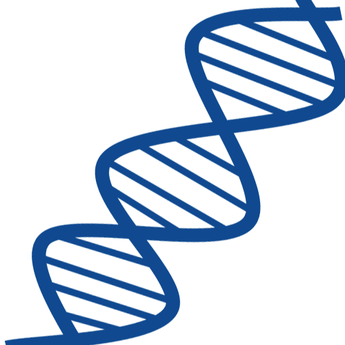 Dna Nucleic Acid Double Helix Gene Rna Nucleic Acid - Dna Nucleic Acid Double Helix Gene Rna Nucleic Acid (500x500)