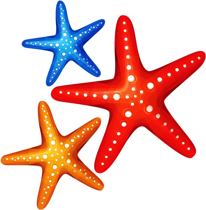 Cartoon Starfishbeach Clipartcartoon - Starfish Clipart Png (800x796)