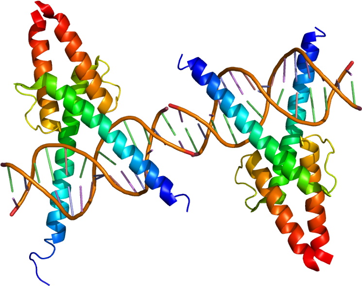 Transcription Factors - Transcription Factors (794x639)
