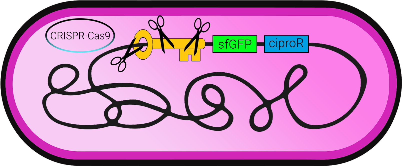 The Cas9 Endonuclease Is Targeted To Dna By A Guide - Fgm (2205x1109)