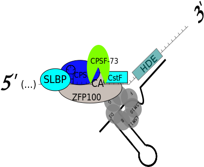 Histone Pre-mrna - Slbp - U7 Snrnp - Cstf - Cpsf - - Rna (440x380)