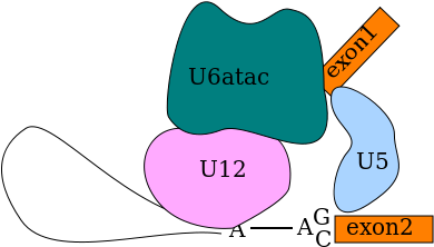 Atac C Complex With Lariat Containing 5'-end Cleaved - Atac C Complex With Lariat Containing 5'-end Cleaved (540x300)