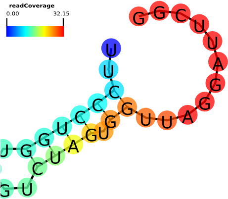Rna Structure - Rna Structure (800x645)