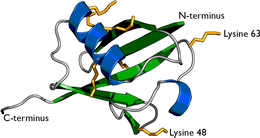 Targeting Soluble Proteins To Exosomes Using A Ubiquitin - Ubiquitin Structure (900x800)