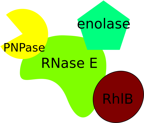 Degradosome From Escherichia Coli - Diagram (640x640)