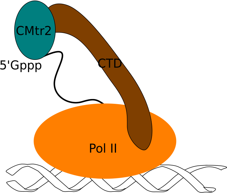 Mrna With Cap G And Methyltransferase In Homo Sapiens - Mrna With Cap G And Methyltransferase In Homo Sapiens (1000x833)