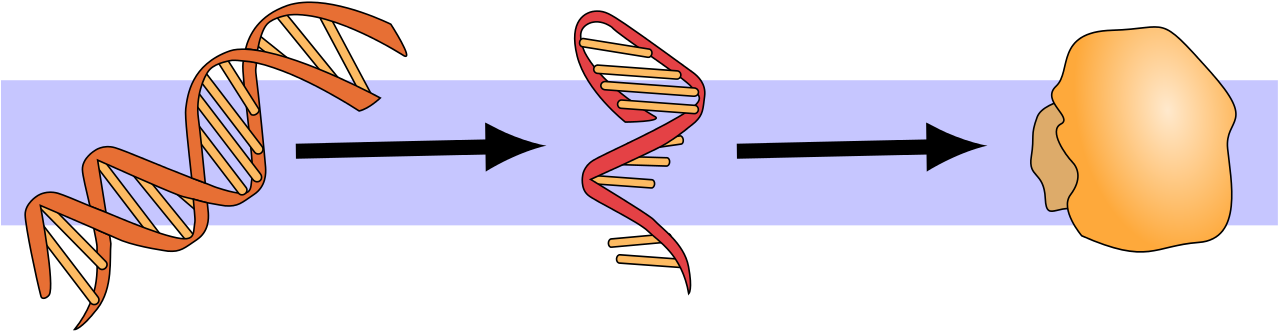 File - Molbio-header - Svg - Rna Translation Png (1280x390)