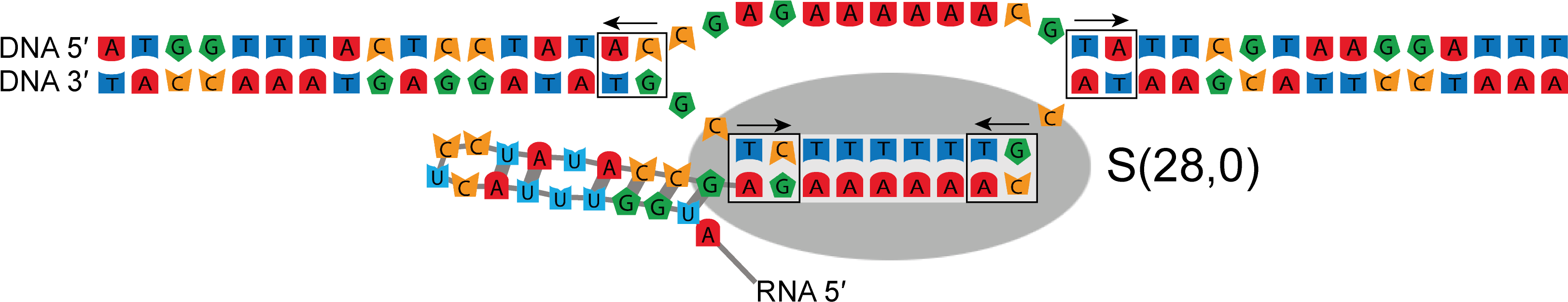 Basepairs May Need To Be Broken In Order For The Polymerase - Basepairs May Need To Be Broken In Order For The Polymerase (3681x646)