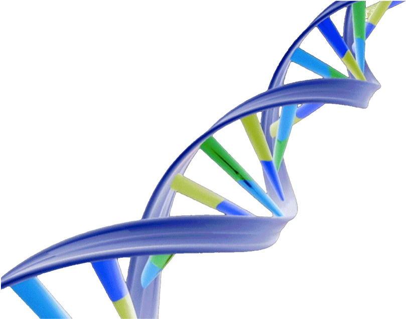 Dna Double Helix Png (853x645)