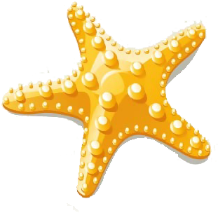 Starfish Euclidean Vector Clip Art - Starfish Clipart Vector Png (567x567)