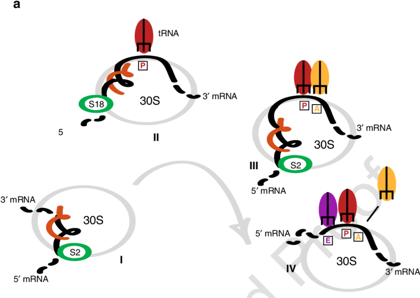 Simplified Scheme For Messenger Rna Motion On The Ribosome - Graphic Design (850x611)