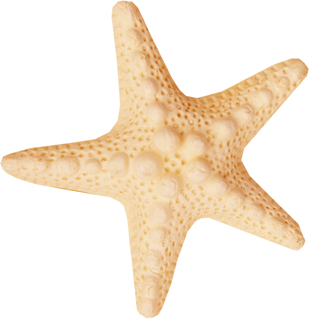 Starfish Sea Clip Art Starfish 631 652 Transprent Png - Starfish Sea Clip Art Starfish 631 652 Transprent Png (631x652)