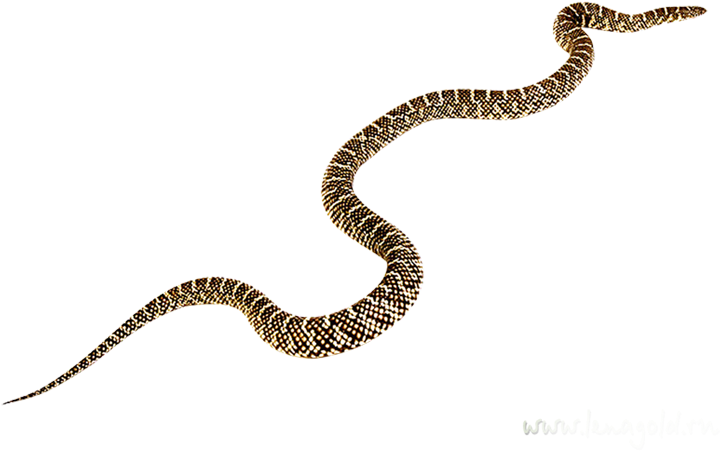 Rattlesnake Black Mamba Vipers Clip Art - Rattlesnake Black Mamba Vipers Clip Art (851x851)
