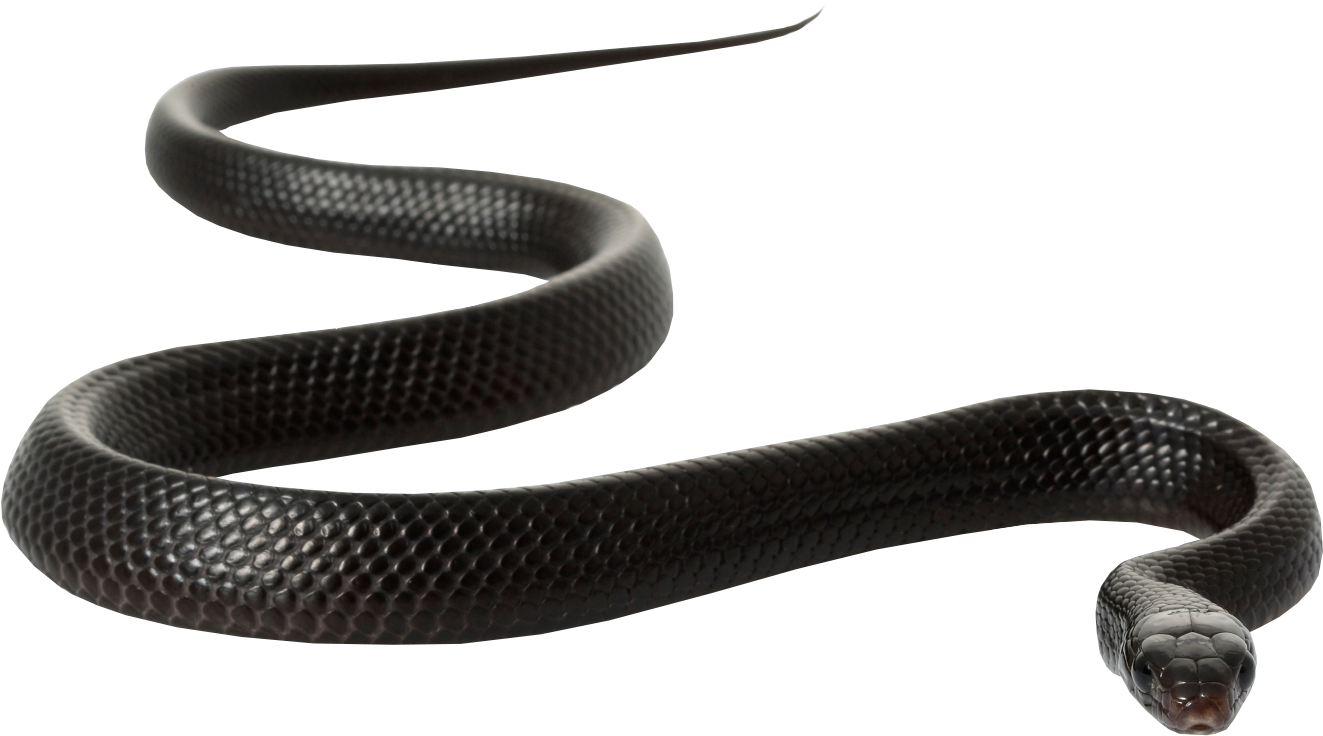 Black Rat Snake Clip Art - Ap & G Co Inc 2pk Rat/mou/snake Trap (1723x1114)