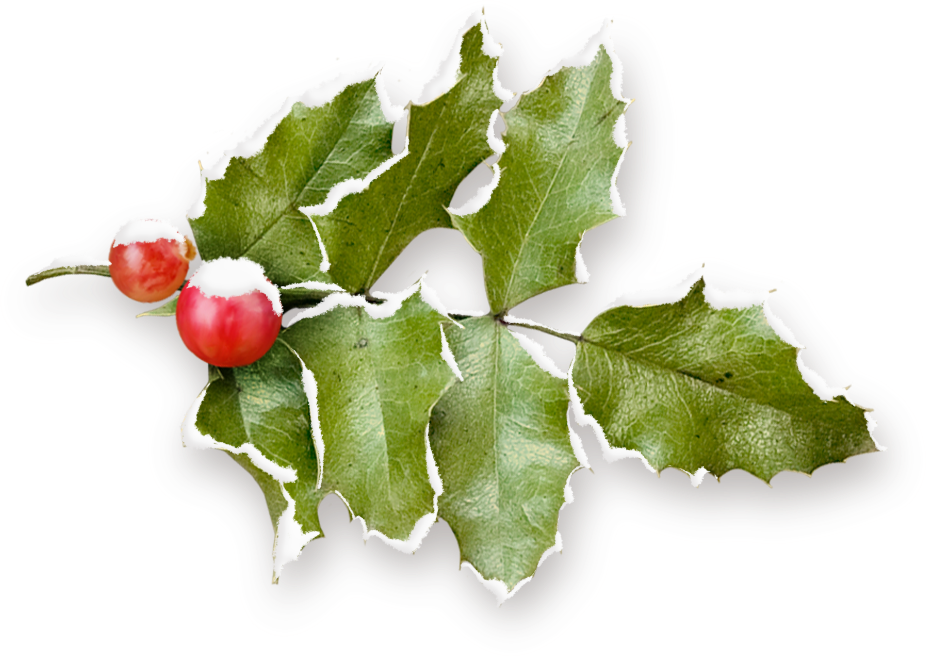 Common Holly Christmas Pomegranate Fruit - Common Holly Christmas Pomegranate Fruit (2372x2032)