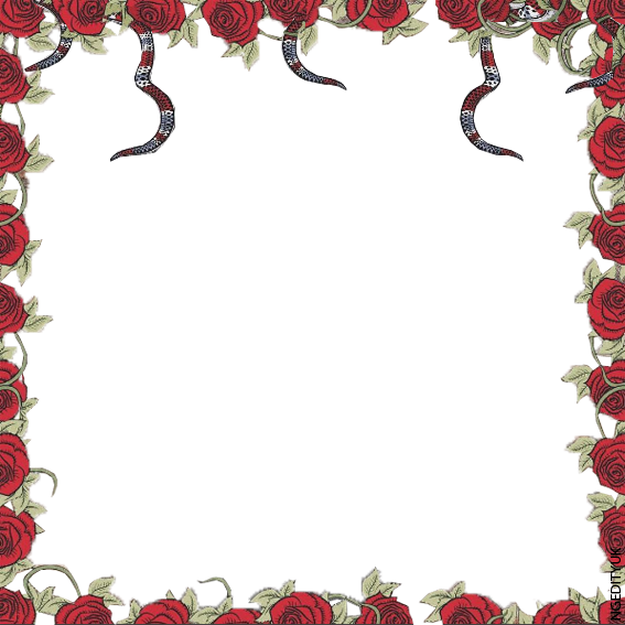 Rose Frame - Bahan Ngedit Yuk (567x567)