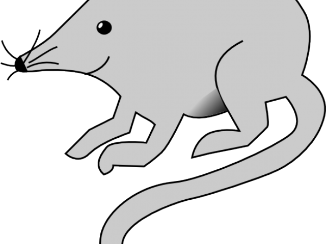 Rat Mouse Clipart White - Rat Clip Art Vector (640x480)