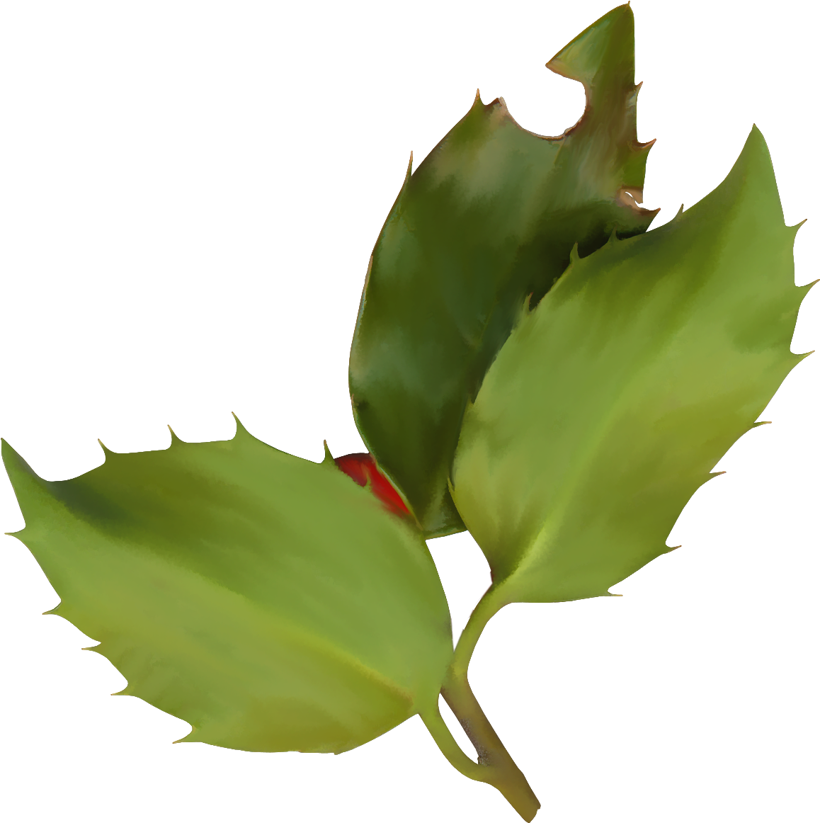 Common Holly Ilex Crenata Plant Magnolia Christmas - Common Holly Ilex Crenata Plant Magnolia Christmas (1180x1181)