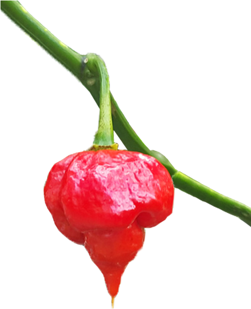 Trinidad Scorpion For Sale - Habanero Chili (506x680)