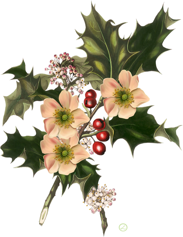 Wild Flowers Christmas Common Holly American Holly - Wild Flowers Christmas Common Holly American Holly (616x800)