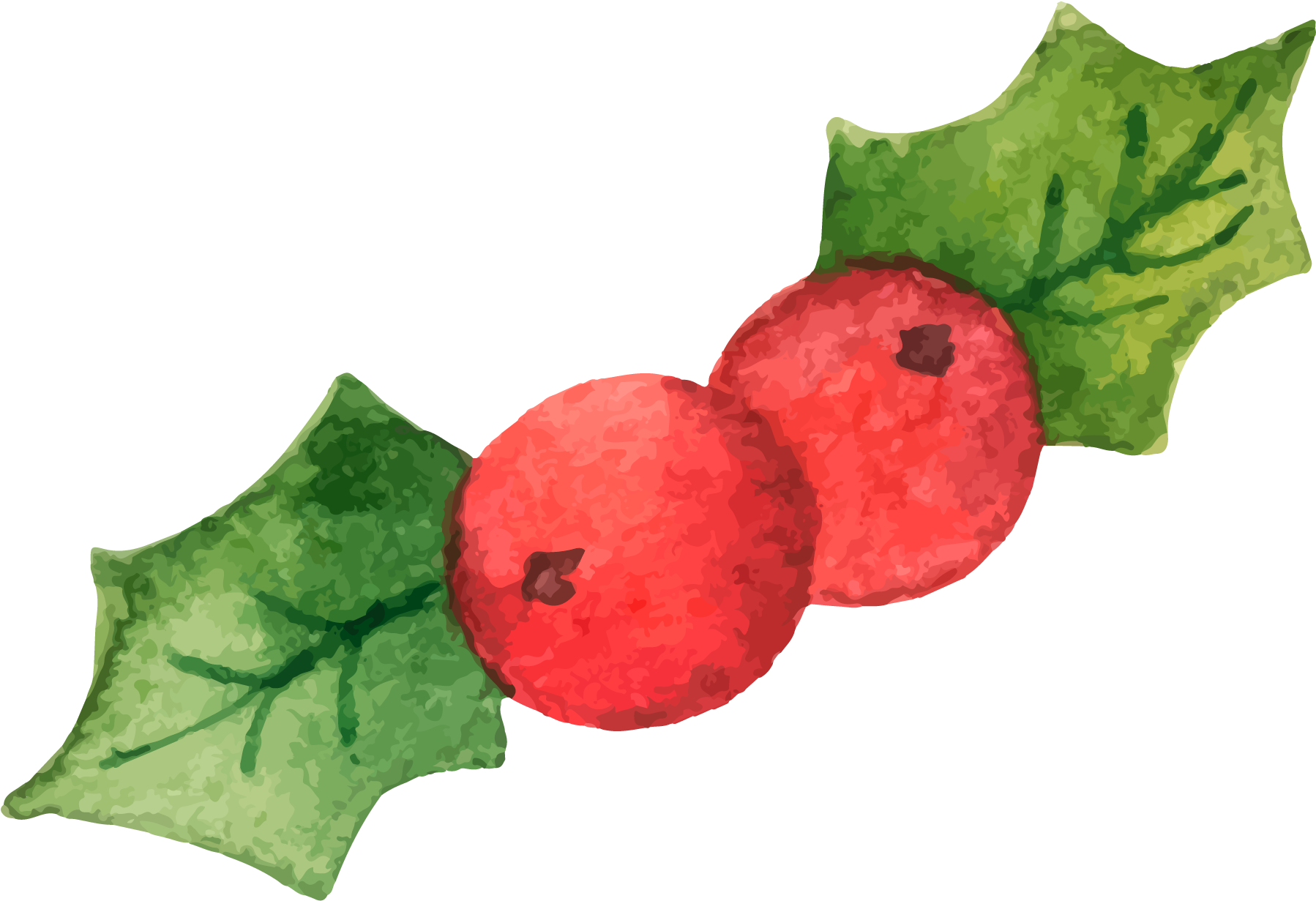 Common Holly Christmas Illustration - Common Holly Christmas Illustration (2000x2000)
