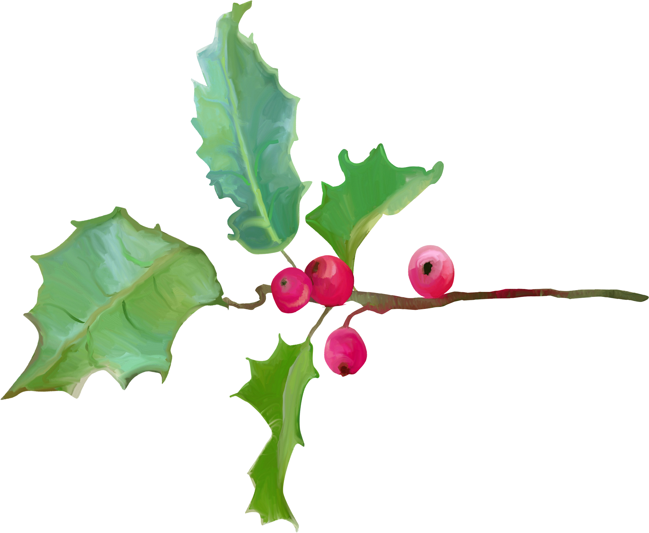 Comunes Acebo Ilex Crenata De Planta De Flor De Magnolia - American Holly (2305x1860)