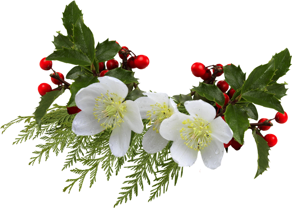 Cut Flowers Common Holly Clip Art - Cut Flowers Common Holly Clip Art (1280x887)