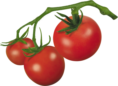 Pin Tomato Clip Art On Pinterest - Tomato On Vine Clipart (500x366)