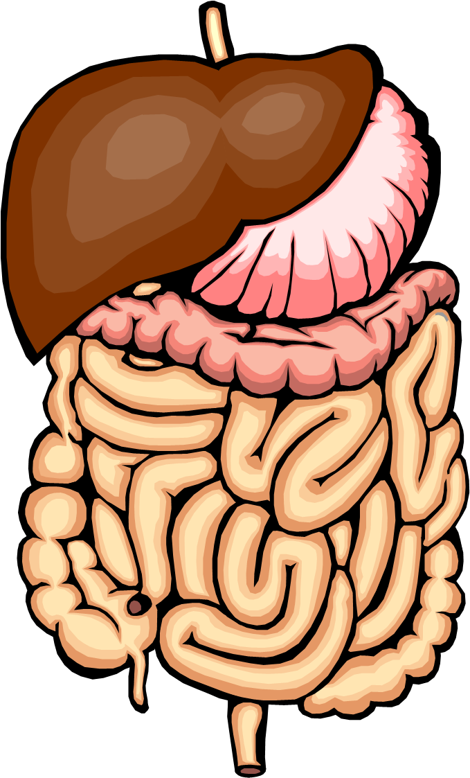 Gastrointestinal Tract Small Intestine Large Intestine - Gastrointestinal Tract Small Intestine Large Intestine (1654x1417)