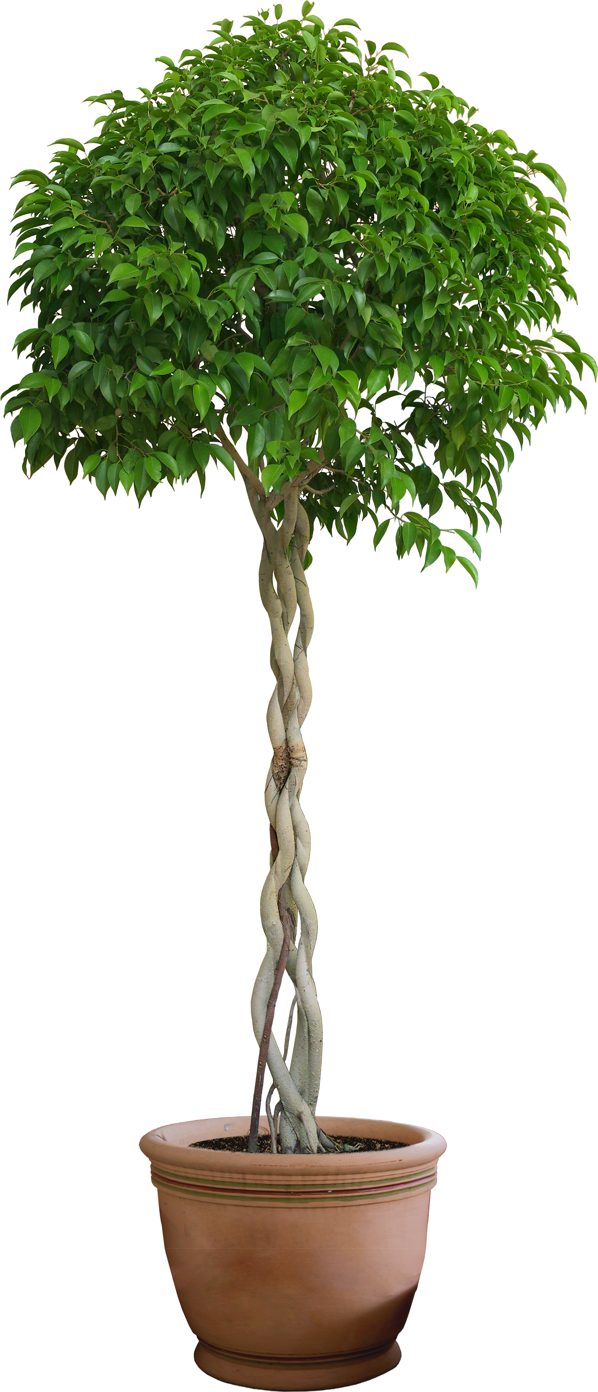 Topiary Tree Casa E Cor Tintas Box Common Holly - Topiary Tree Casa E Cor Tintas Box Common Holly (2300x4800)